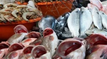 ارتفاع سعر كيلو الجمبري إلى 980 جنيهًا في أسعار الأسماك الجمعة 28 نوفمبر 2025